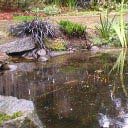 Water feature: rainy pond with sculpture